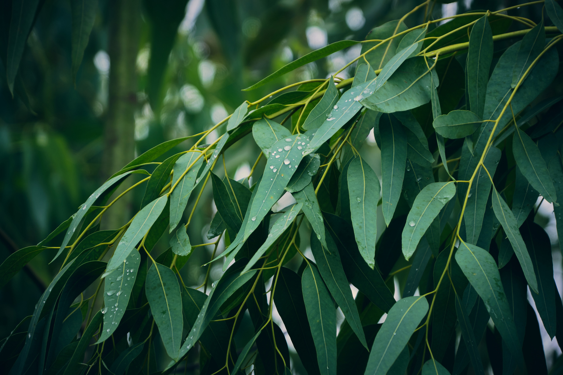 Eucalyptus leaves. branch eucalyptus tree nature background