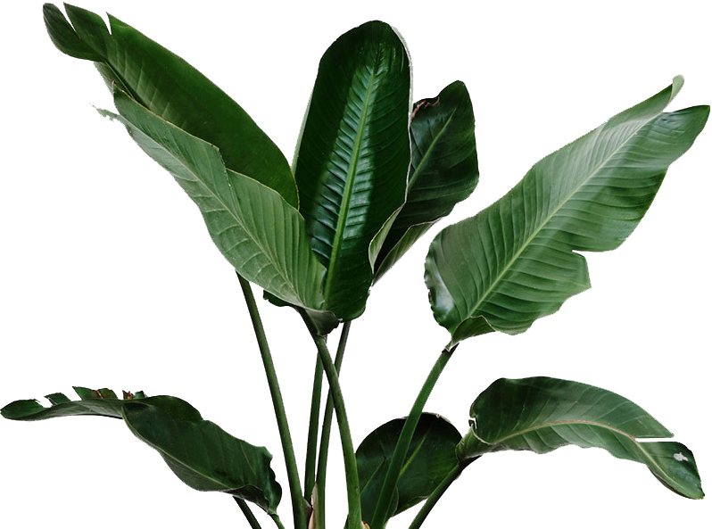 Green Leaf Cutout